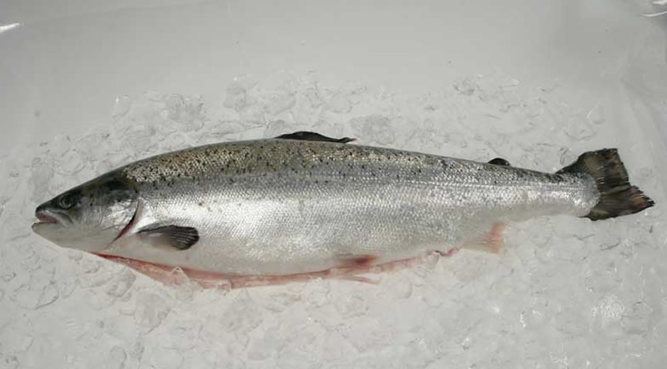 toptan donmuş deniz ürünleri