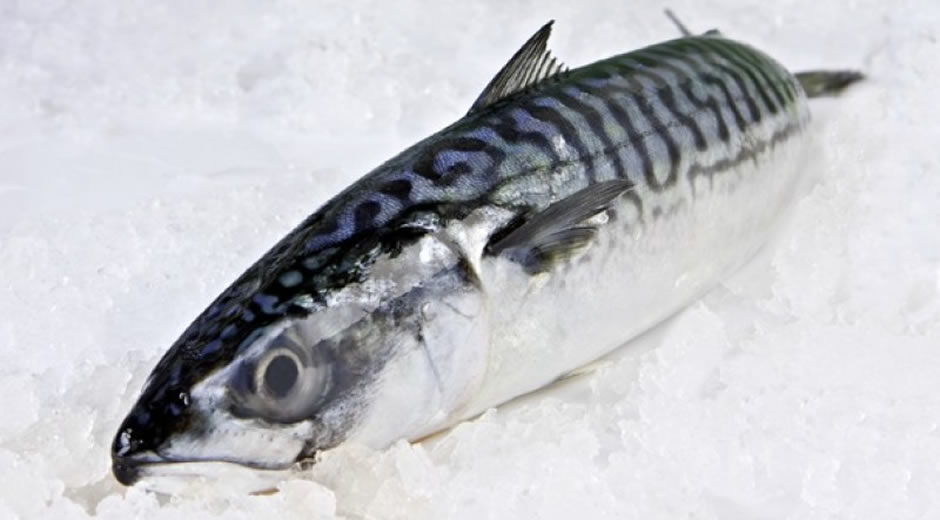 toptan donmuş deniz ürünleri