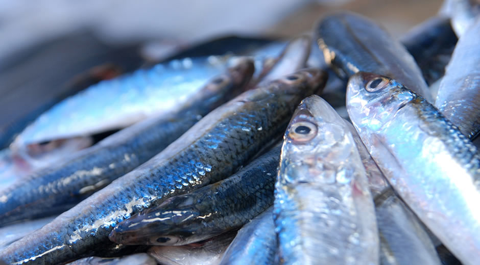toptan donmuş deniz ürünleri